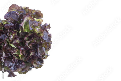 Red leaf lolo rosso lettuce isolated on white background photo