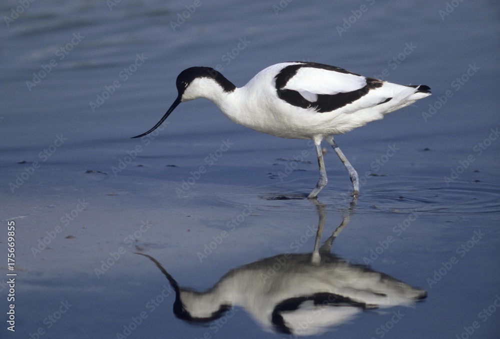 Obraz premium Avocet (Recurvirostra avosetta)