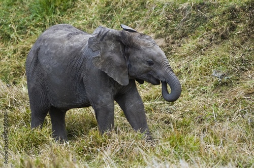 Elephant calf  Loxodonta africana   South Africa  Africa