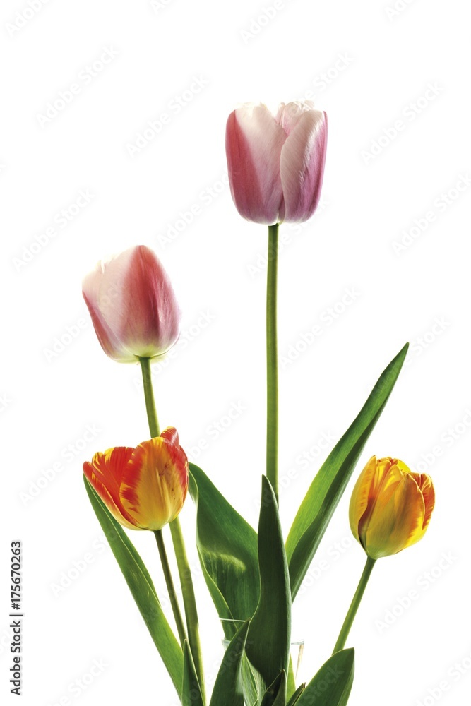 Tulips (Tulipa) Tulips (Tulipa)