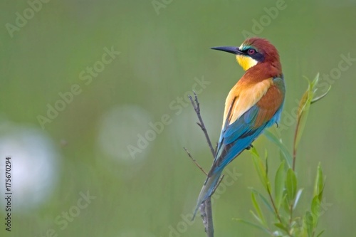 European Bee-eater (Merops apiaster), Osli, Gyor-Moson-Sopron, Hungary, Europe