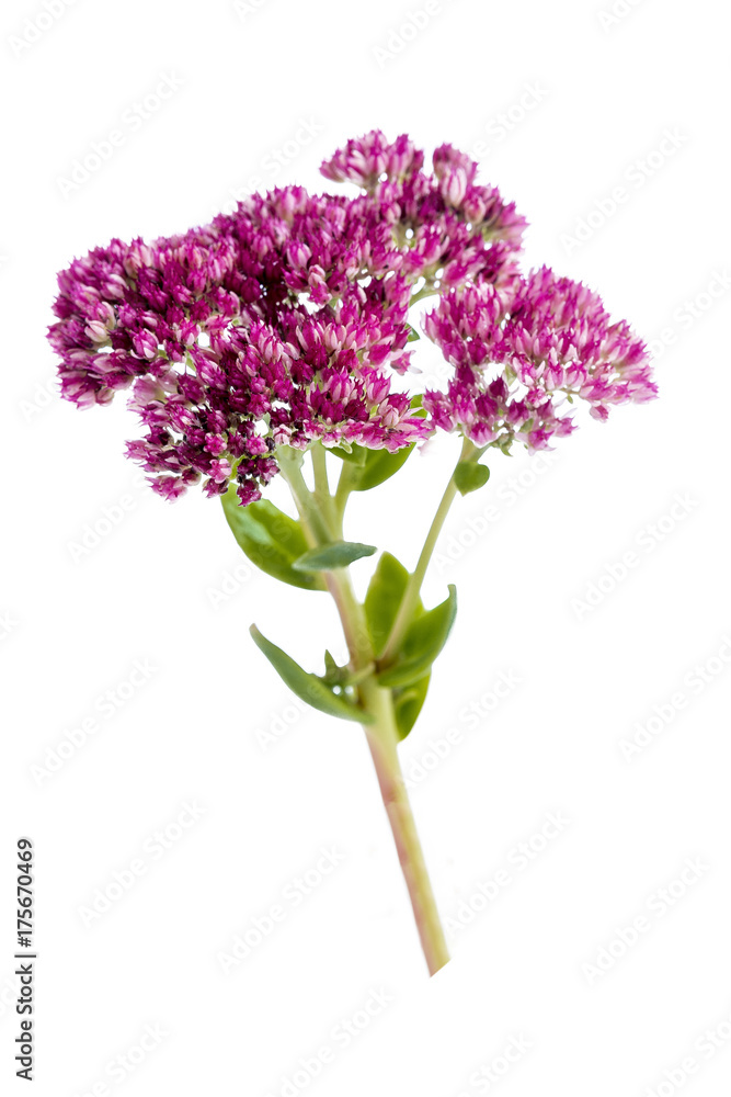 Inflorescence of flowers stonecrop close-up, Sedum spectabile, isolated on white background