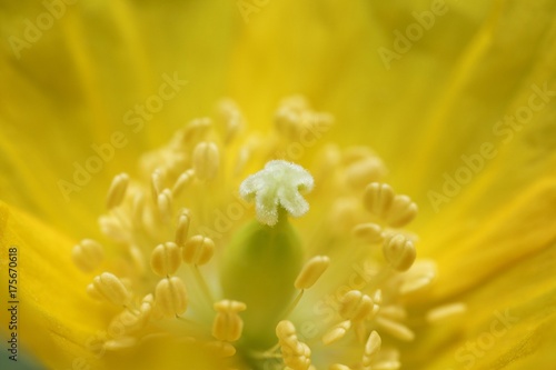 Stigma of Welsh poppy (Meconopsis cambrica) Germany