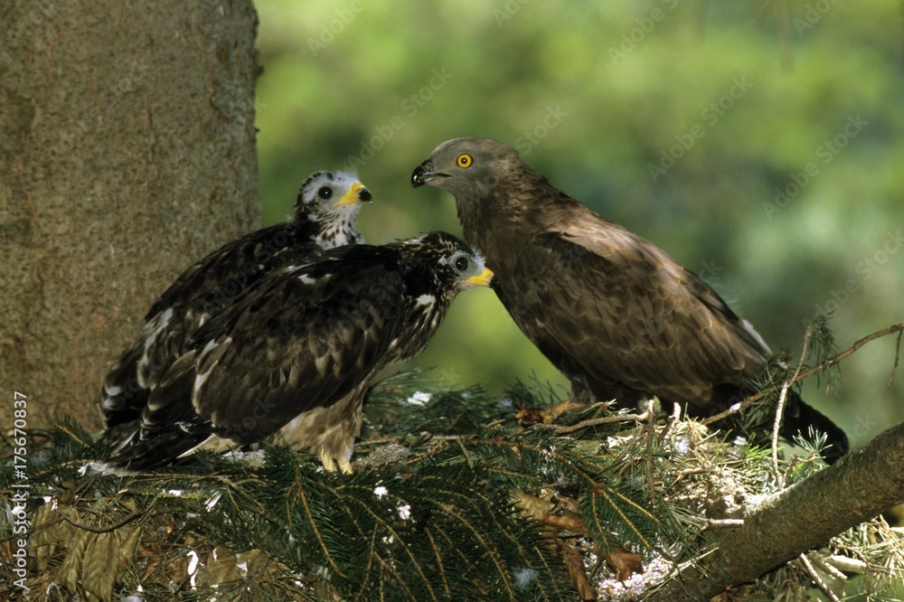 Fototapeta premium Male Honey Buzzard (Pernis apivorus) in its nest with two chicks