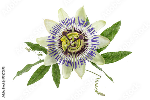 blue passion flower isolated on white photo