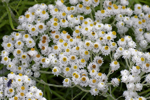 Canvas Print Flowering pearly everlasting (Anaphalis margaritacea)