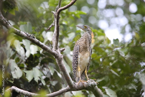 Forest bittern (Zonerodius heliosylus) in Varirata National Park, Papua New Guinea © feathercollector