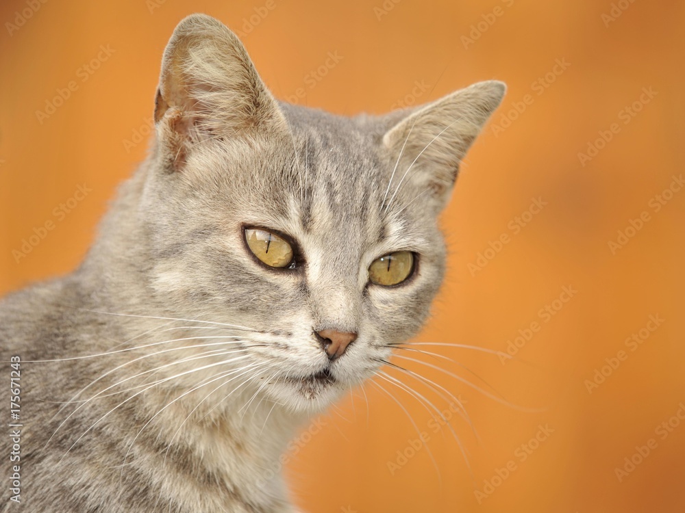 Young grey tabby cat, portrait