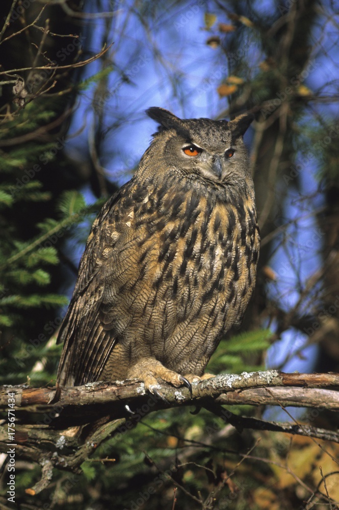 Eurasian Eagle owl (Bubo bubo) Eurasian Eagle owl (Bubo bubo)
