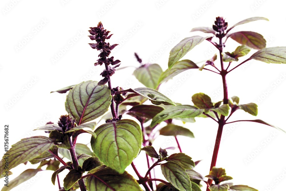 Obraz premium Basil (Ocimum basilicum)