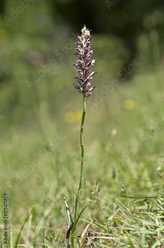 Bug Orchid (Orchis coriophora), Lake Kerkini area, Greece, Europe