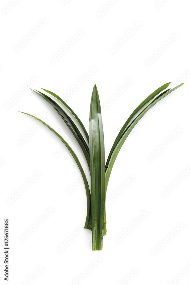 Fototapeta premium Pandan leaves (Pandanus amaryllifolius)