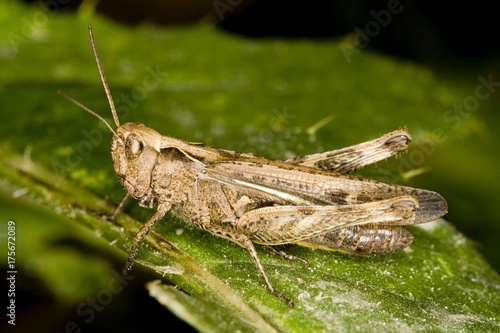 Duetting Grasshopper - (Chorthippus biguttulus) © imageBROKER