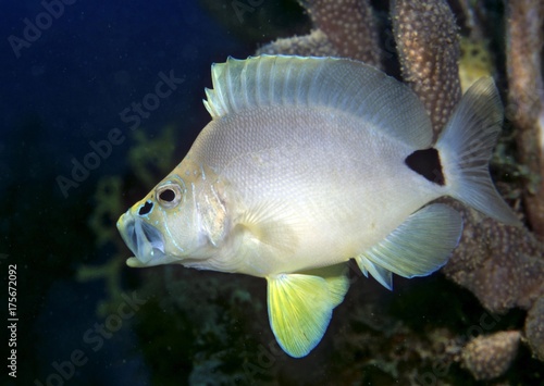 Butter Hamlet fish (Hypoplectrus unicolor), Netherlands Antilles, Caribbean