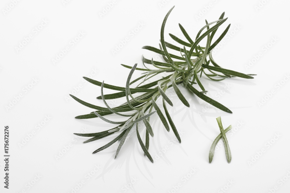 Fototapeta premium Curry Plant (Helichrysum italicum)