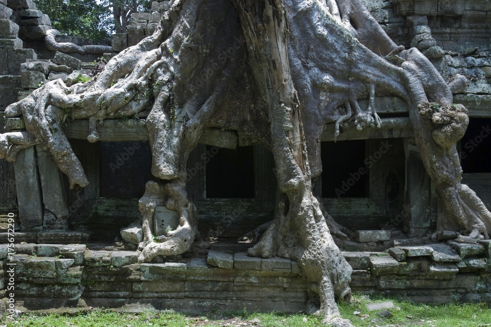 Tree roots on the Preah Khan Temple, Siem Reap, Cambodia, Southeast Asia, Asia