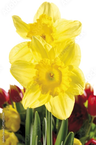 Fototapeta Naklejka Na Ścianę i Meble -  Daffodils (Narcissus)
