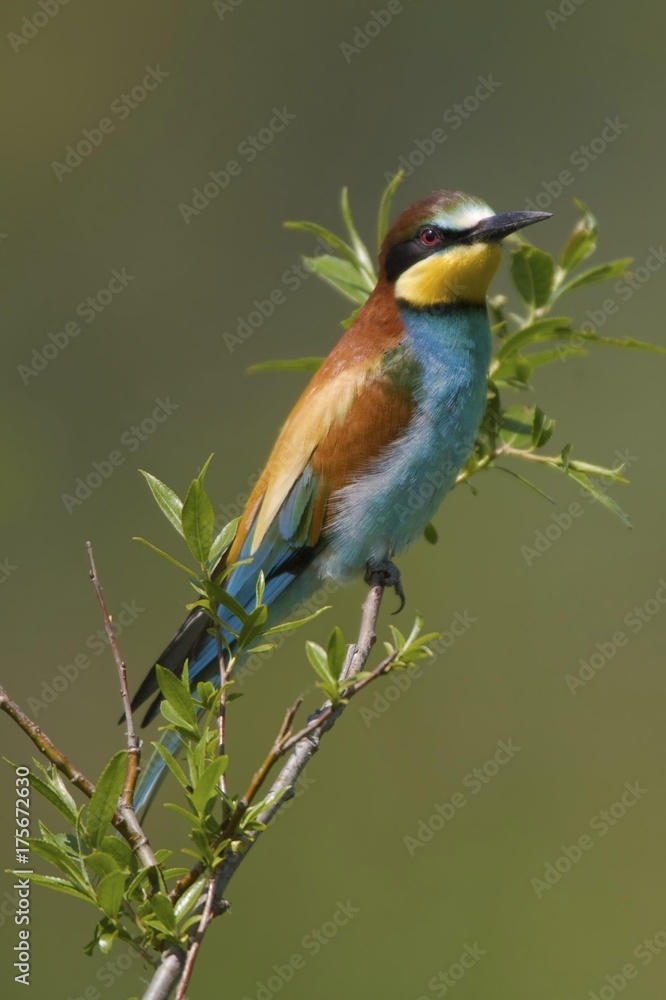 European Bee-Eater (Merops apiaster), Osli, Gyor-Moson-Sopron, Hungary, Europe European Bee-Eater (Merops apiaster), Osli, Gyor-Moson-Sopron, Hungary, Europe