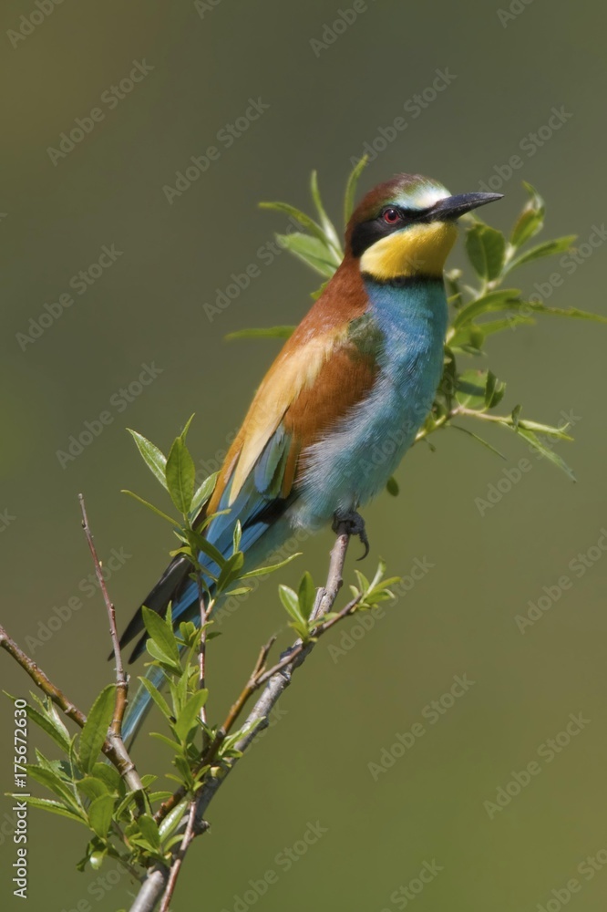 European Bee-Eater (Merops apiaster), Osli, Gyor-Moson-Sopron, Hungary, Europe