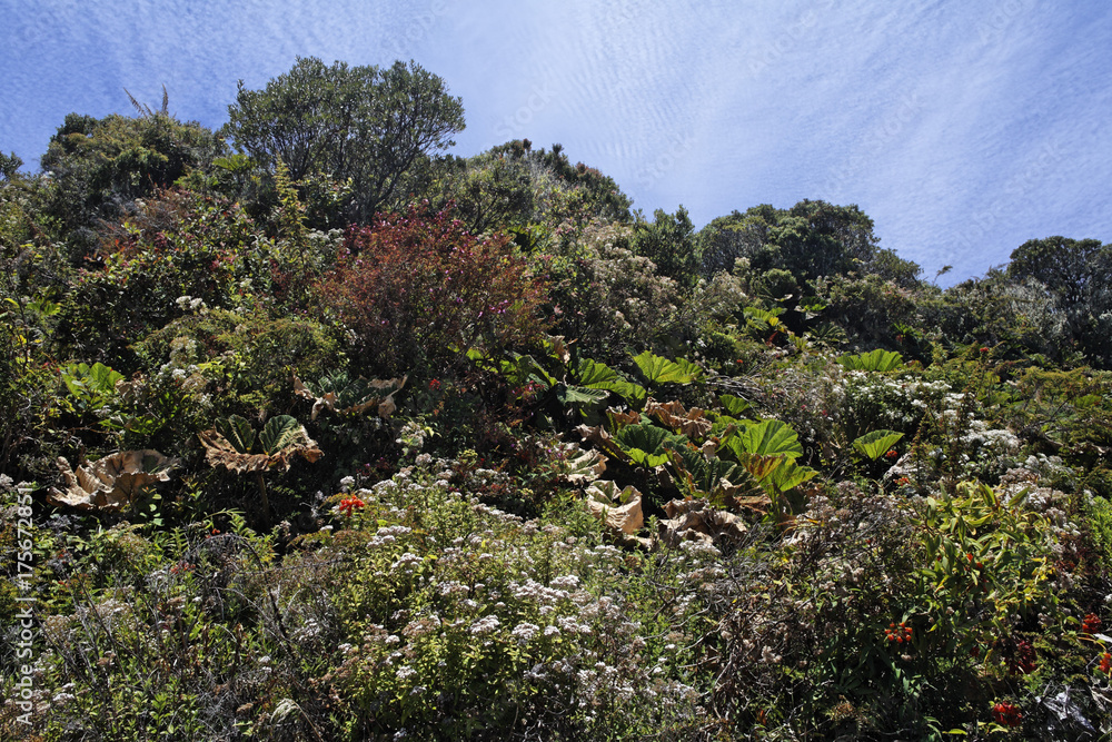 Vegetation in Irazu volcano National Park, 3400mNN, Costa Rica, Central America Vegetation in Irazu volcano National Park, 3400mNN, Costa Rica, Central America