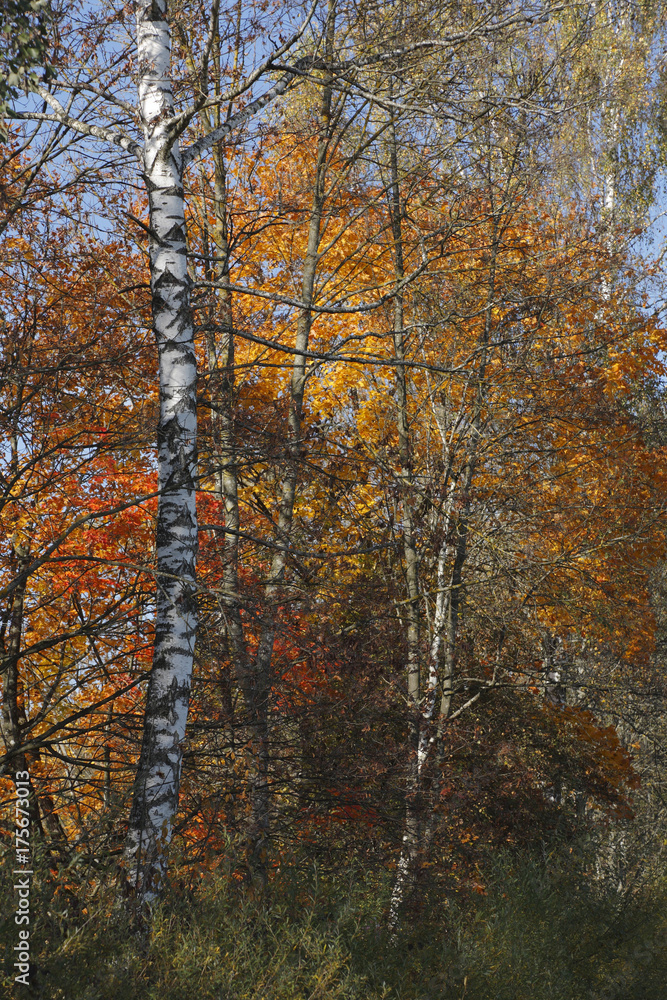 Autumnal trees, Bavaria, Germany, Europe Autumnal trees, Bavaria, Germany, Europe