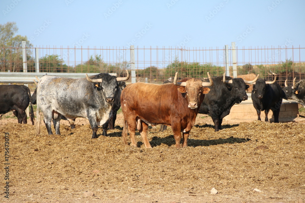 toros bravos ganado de lidia astados toro peligroso dangerous bull toros bravos ganado de lidia astados toro peligroso dangerous bull