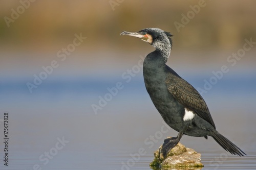 Great Black Cormorant (Phalacrocorax carbo) perched on a rock in the water © imageBROKER