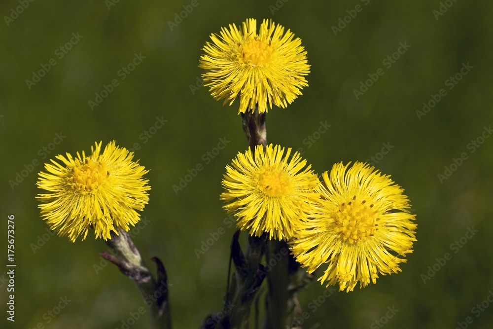 Fototapeta premium Coltsfoot, Butterbur or Foal's Foot (Tussilago farfara), medicinal plant, in bloom