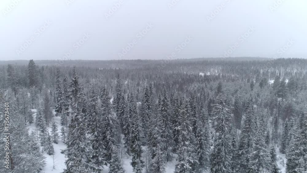 AERIAL CLOSE UP Flying through mystical pine forest covered in fresh snow on winter day. Snowy spruce forest under thick snow blanket in winter morning. Conifer woods under fresh snow in quiet winter AERIAL CLOSE UP Flying through mystical pine forest covered in fresh snow on winter day. Snowy spruce forest under thick snow blanket in winter morning. Conifer woods under fresh snow in quiet winter