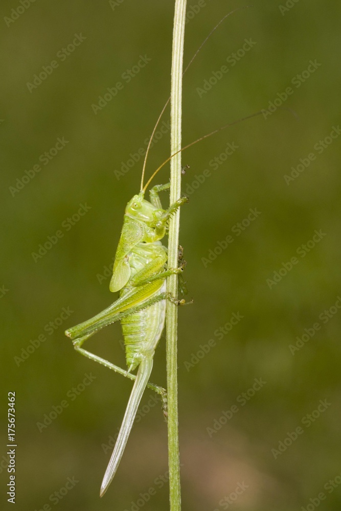 Great green bush cricket (Tettigonia viridissima) Great green bush cricket (Tettigonia viridissima)