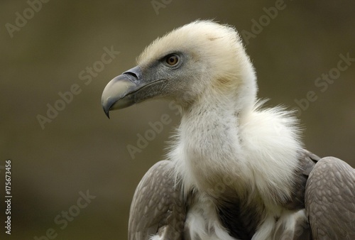 Griffon Vulture (Gyps vulvus)