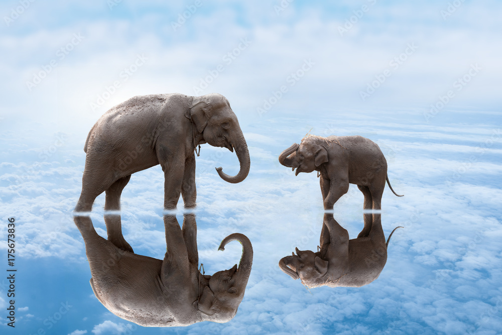 Fototapeta premium 2 elephants on water.