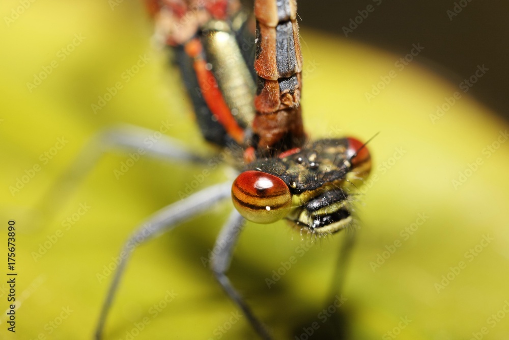 Fototapeta premium Large Red Damselfly (Pyrrhosoma nymphula) pair, Germany, Europe