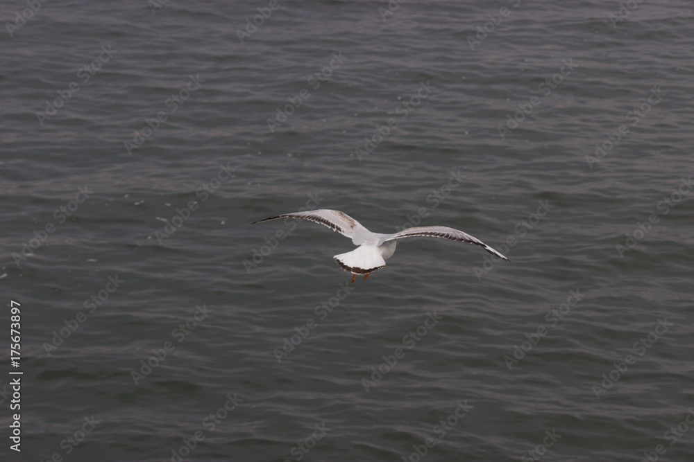Naklejka premium möve an der ostsee