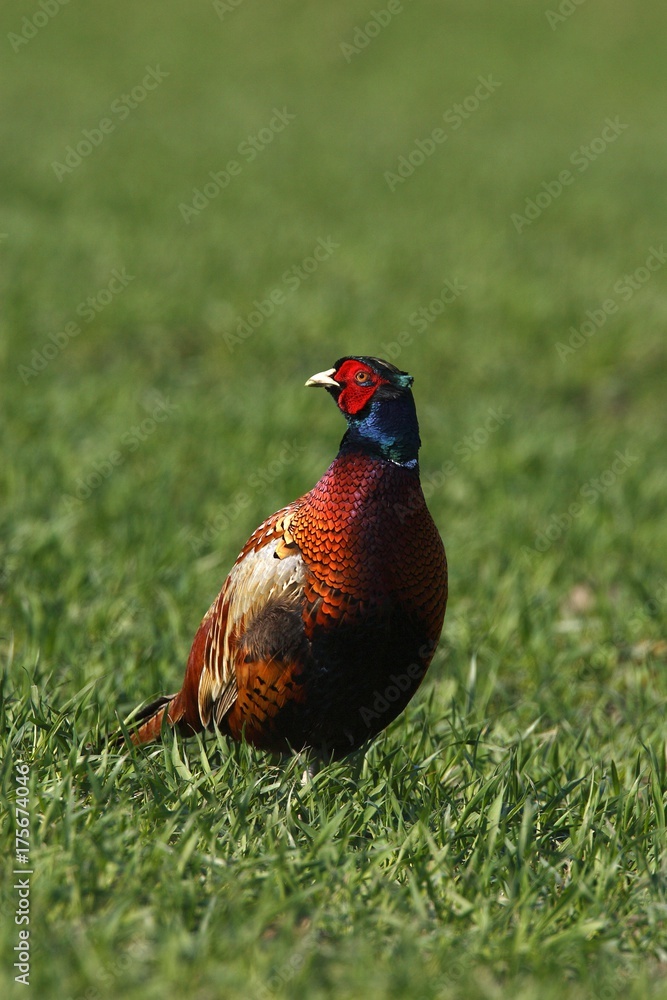 Fototapeta premium Male Common Pheasant, (Phasianus colchicus), Schleswig-Holstein, Germany, Europe