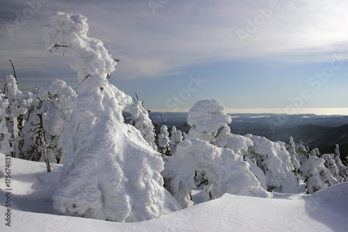 Wallpaper Mural Landscape with snow-covered conifers in the German national park Hochharz in winter at the top of the Brocken mountain - Brocken, Harz, national park Hochharz, Saxony-Anhalt, Germany Europe Torontodigital.ca