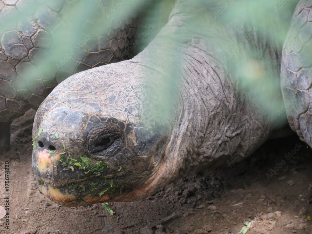 Obraz premium BigTourtleHead