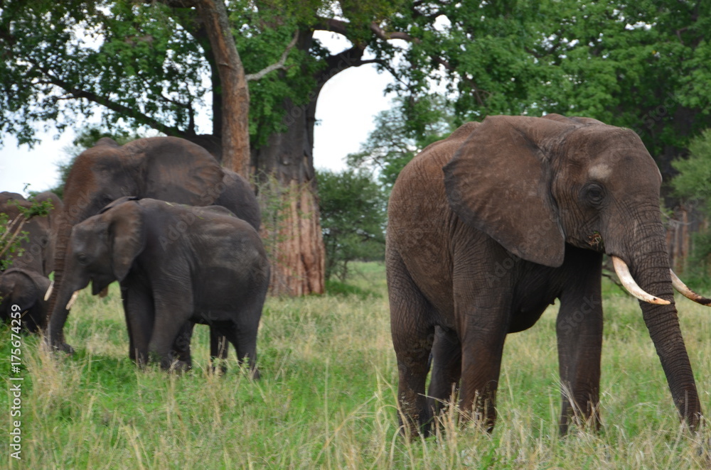 Fototapeta premium The African animals. Tanzania