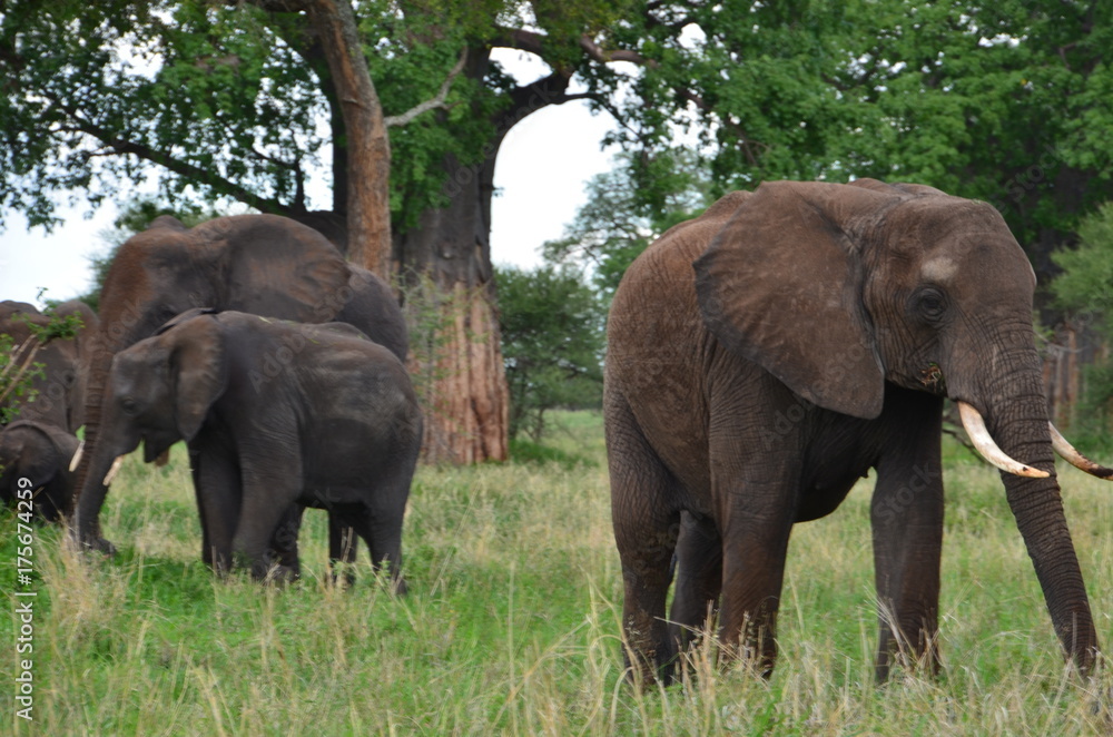 The African animals. Tanzania