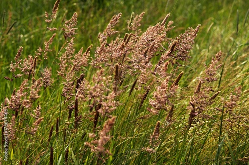 Yorkshire Fog (Holcus lanatus), Othenstorf, Mecklenburg-Western Pomerania, Germany, Europe