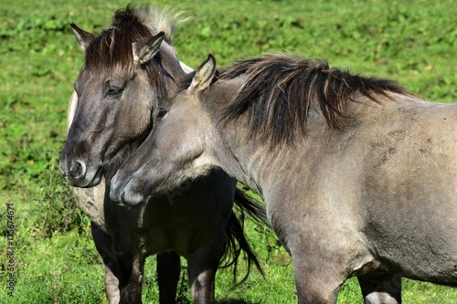 Konik horses - social behaviour  Equus przewalskii f. caballus 