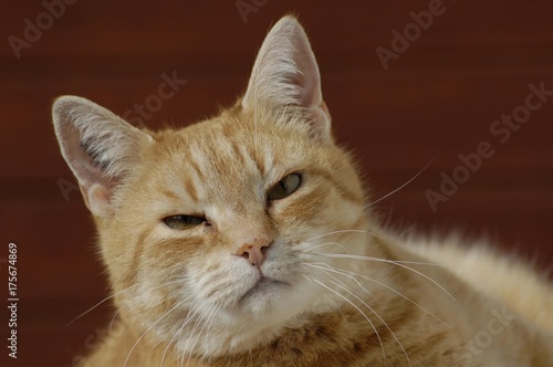 Male cat (Felis catus)