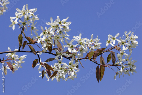Φωτογραφία Flowering allegheny service berry in spring