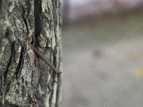 damaged tree with nails