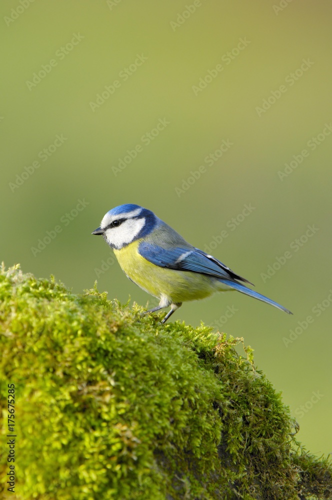 Blue Tit (Parus caeruleus), n mossy stone