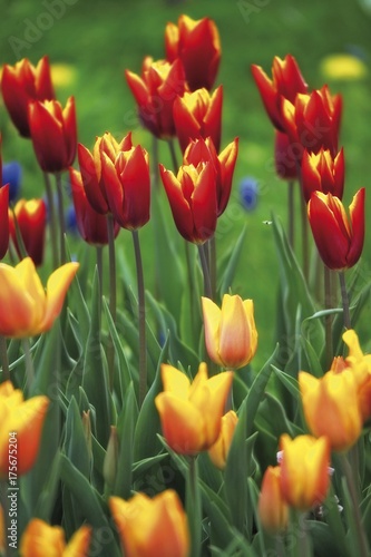 Bed of tulips  Tulipa 