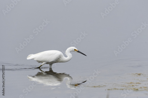 Snowy Egret Heron Fishing