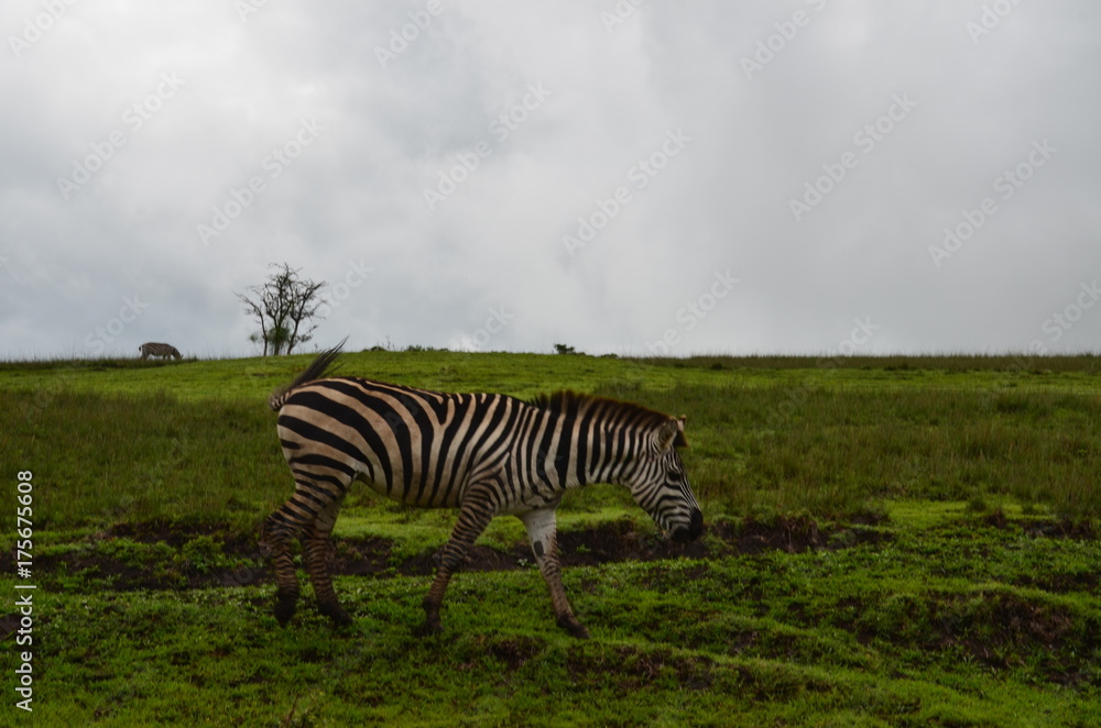 Obraz premium The African animals. Tanzania