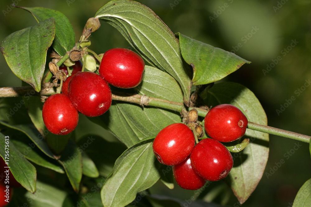 Obraz premium Cornelian cherry - branch with berries - fruits (Cornus mas)
