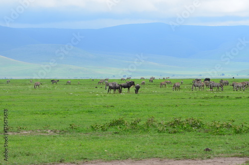 The African animals. Tanzania © Oleg Saenko